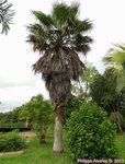 Washingtonia robusta� 