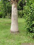 Washingtonia robusta� 