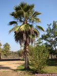 Washingtonia robusta� 