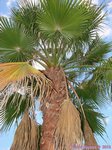 Washingtonia robusta� 