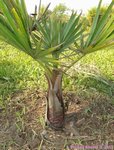 Washingtonia robusta 