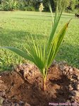 Washingtonia robusta 