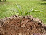 Washingtonia robusta 