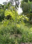 Dypsis ankaizinensis ou lucubensis