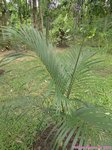 Areca kampuchea