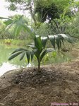 Areca macrocalyx ex A.glandiformis 