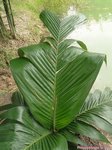 Areca macrocalyx ex A.glandiformis 