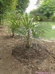 Coccothrinax crinita longs p�tioles