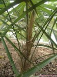 Coccothrinax crinita longs p�tioles