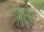 Coccothrinax crinita longs p�tioles