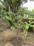 Dypsis pinnatifrons pink crown