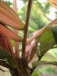 Dypsis pinnatifrons pink crown