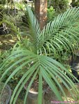 Areca sp. Ubon