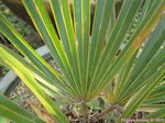 Copernicia sp. � identifier