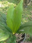 Attalea insignis