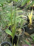 Trachycarpus martianus sp. Nagaland * ukhrulense / Birmanie 