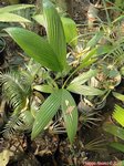 Areca catechu fruits allong�s
