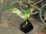 Areca congesta