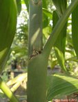 Areca laosensis