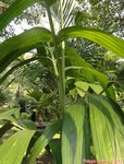 Areca laosensis