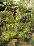 Areca montana hybride ? 