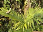 Areca montana hybride ? 