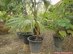 Areca vestiaria 'yellow leaf form'