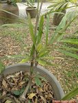 Arenga sp. hybrid * A. engleri clumping x ? 
