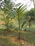 Pinanga sclerophylla 