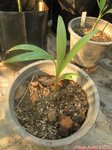Areca vestiaria x A. guppyana