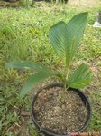 Areca ipot
