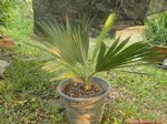 Copernicia sp. � identifier    