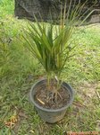 Dypsis lutescens cv Viroj