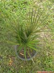 Dypsis lutescens cv Viroj
