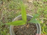 Areca vestiaria x A. guppyana