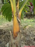 Areca vestiaria 'orange leaf form' solitaire
