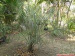 Butia eriospatha 