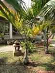 Hyophorbe indica