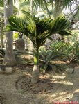 Areca catechu dwarf * Vari�t� du Cambodge