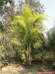 Bactris gasipaes 