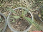 Butia odorata�