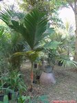 Areca macrocalyx var. mariea 
