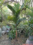 Areca macrocalyx var. mariea 