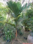 Areca macrocalyx var. mariea 