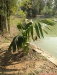 Areca macrocalyx ex A.glandiformis 