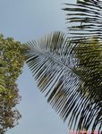 Arenga westerhoutii 