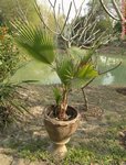 Washingtonia robusta� 