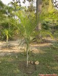 Dypsis saintelucei 