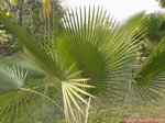 Copernicia fallaensis 