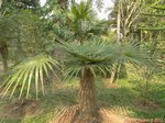 Coccothrinax crinita 